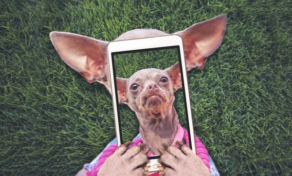 Симпатичные Чиуауа, укладка в траве летом, принимая selfie тонированное с эффектом app или действий фильтра ретро Винтаж instagram — стоковое фото