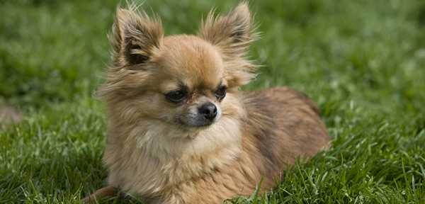 Какая порода собак родом из мексики папильон или чихуахуа, Какая порода собак родом из мексики папильон или чихуахуа