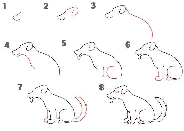 Как нарисовать собаку чихуахуа для начинающих, Как нарисовать собаку чихуахуа для начинающих