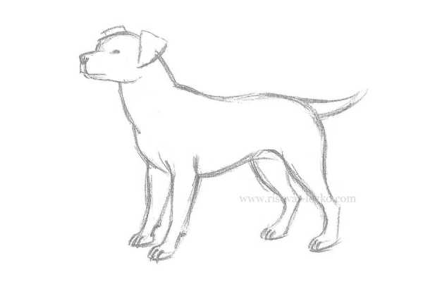 Как нарисовать собаку породы чихуахуа поэтапно карандашом, Как нарисовать собаку породы чихуахуа поэтапно карандашом