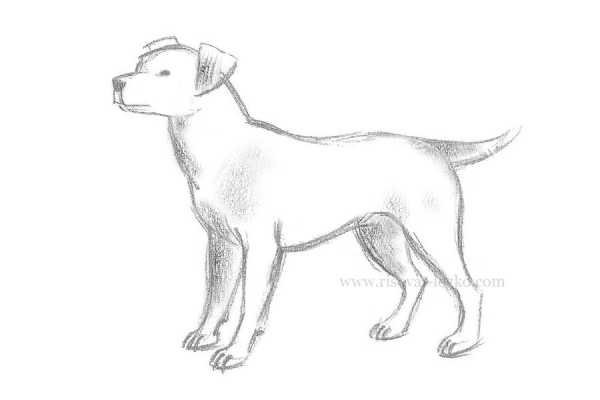 Как нарисовать собаку чихуахуа для начинающих, Как нарисовать собаку чихуахуа для начинающих