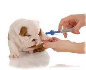 Когда делают первую прививку щенку шпица
