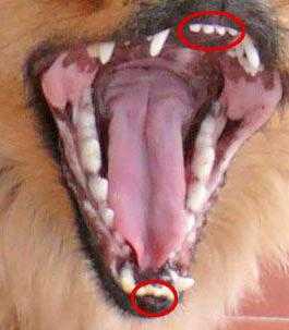 Когда выпадают молочные зубы у чихуахуа