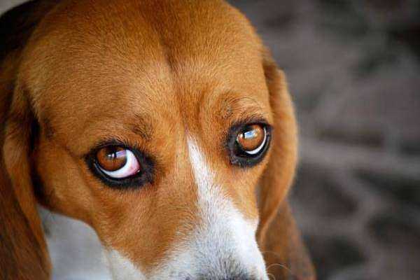 Почему у щенка хаски красные белки глаз